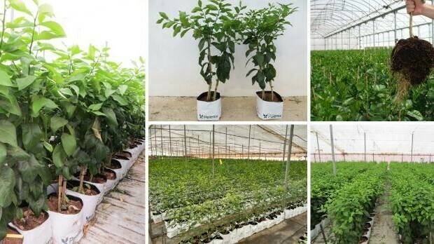 Cítricos y granados como cultivos alternativos