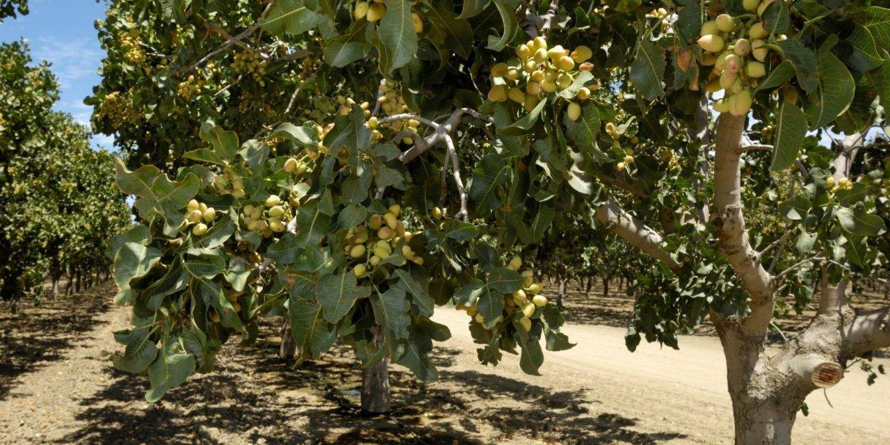 Soluciones innovadoras para el cultivo de pistacho