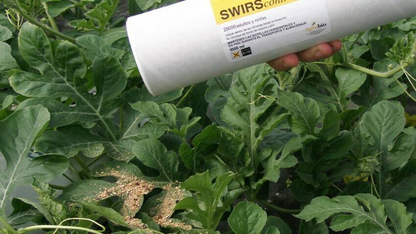 Estrategias de control biológico de plagas dirigido a cucurbitáceas