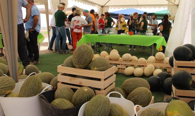 Variedades de melones de Fitó para todos los segmentos y ciclos de producción