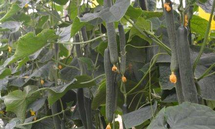 El pepino holandés con genética SmartQ tiene sanidad de planta, producción y una calidad de fruto excepcional