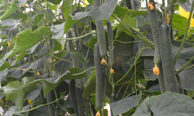 El pepino holandés con genética SmartQ tiene sanidad de planta, producción y una calidad de fruto excepcional