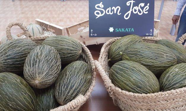 San José es un sorprendente melón temprano tipo piel de sapo de Sakata