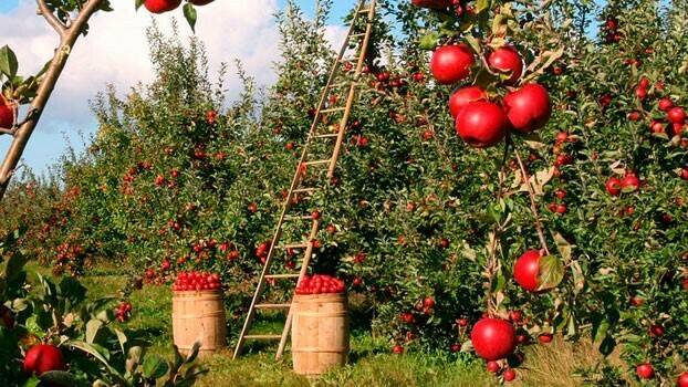 Genes que indican a las plantas las temperaturas apropiadas para crecer