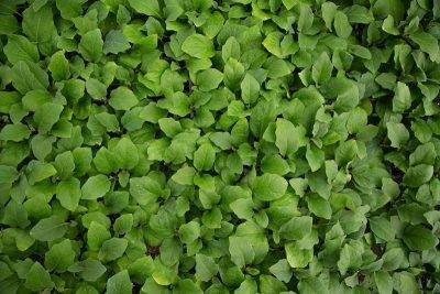 plantas microinjertadas de berenjena