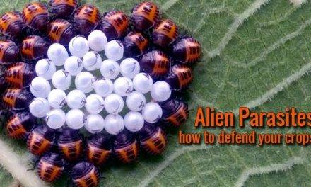 Lucha contra los parásitos exóticos de los cultivos