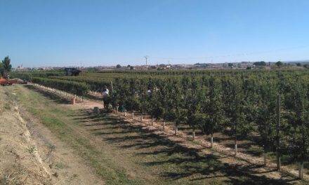 La producción ecológica de la almendra: un proyecto demostrativo del IRTA