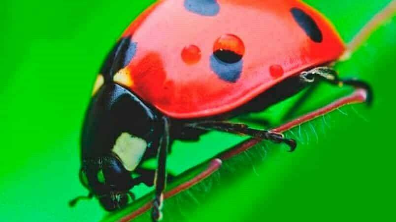Avispas parasitoides que aseguran la supervivencia de su especie