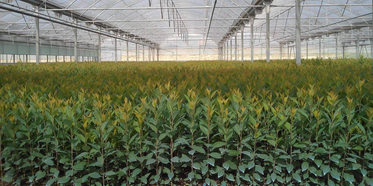 árboles frutales en viveros