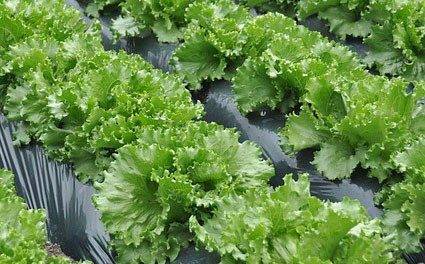 El acolchado biodegradable mejora en España