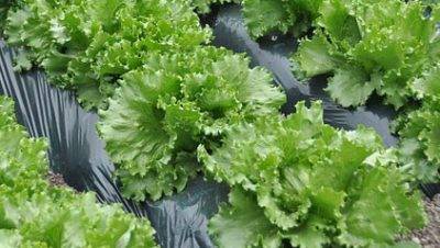 El acolchado biodegradable sigue utilizándose en España