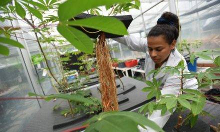 More cassava for less time