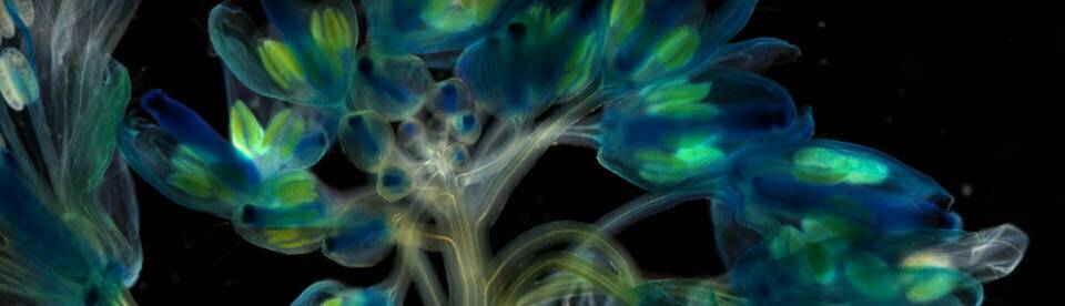 Simposio sobre moléculas pequeñas en la investigación de plantas