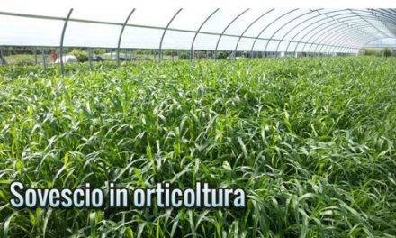 Técnica del abono verde: Cómo puede implementarla la horticultura?