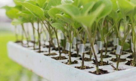 Las ventajas de injertar berenjena