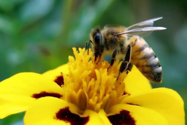 El neonicotinoides, un insecticida que mata a especies polinizadoras