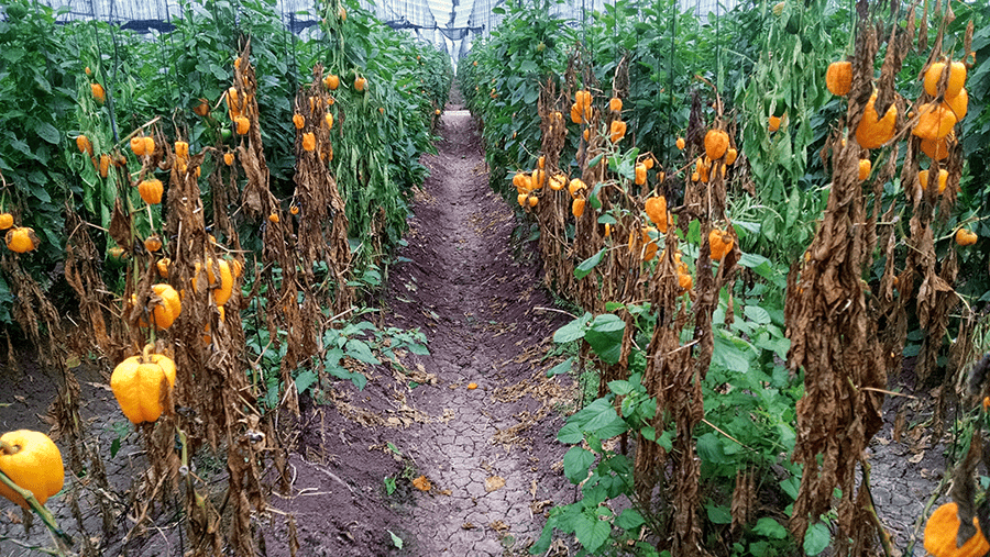 Primer recuento de nematodos del suelo a nivel mundial