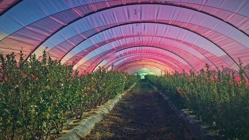 Plásticos luminiscentes en invernadero