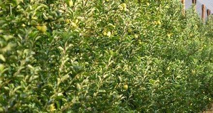 Universidad de Lleida oferta un máster en Fruticultura