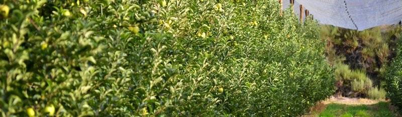 Universidad de Lleida oferta un máster en Fruticultura