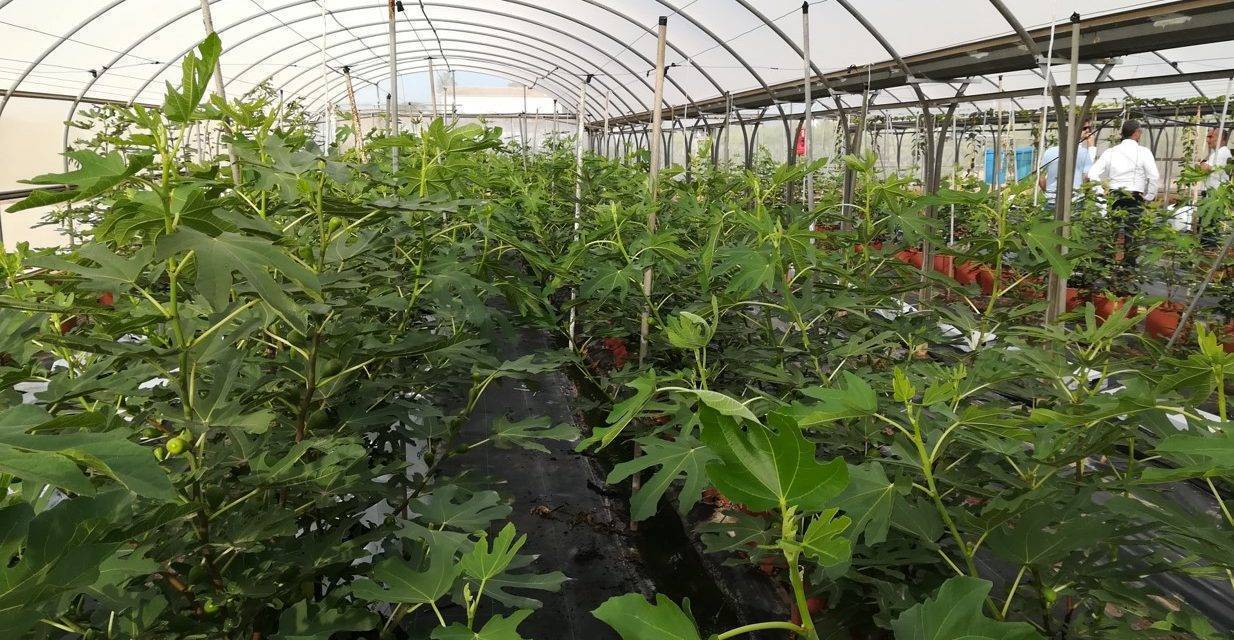 Projar presentará un novedoso sistema hidropónico para el cultivo de higo