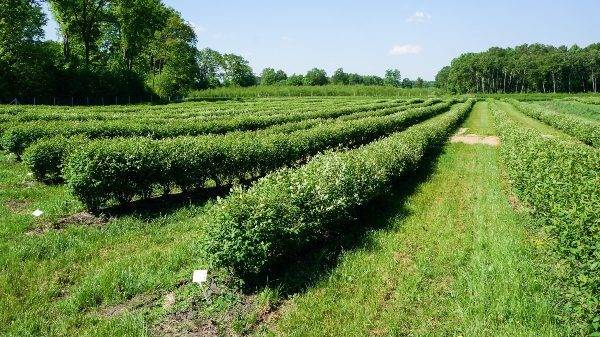 The 3rd International Haskap Conference Will Be Held in Poland