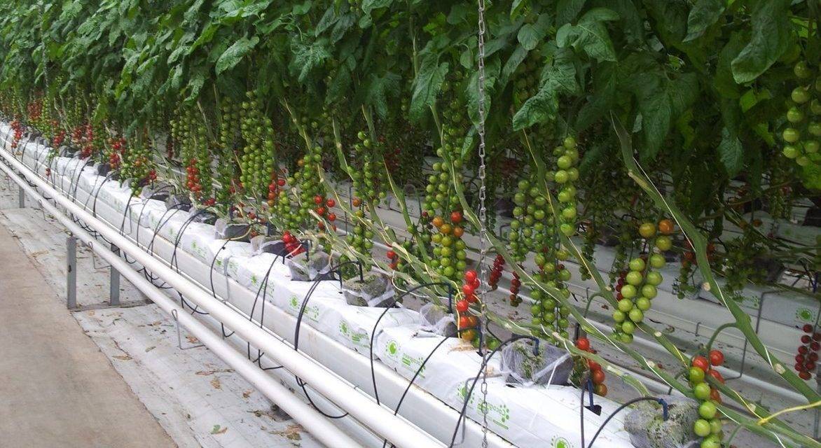 Actualidad en la gestión integrada de plagas, GIP