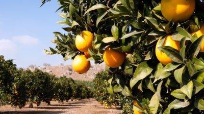 Presentan fitorregulador que reduce la caida de naranjas en precosecha