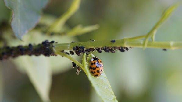 El IRTA publica una guía sobre plantas que ayudan al control de plagas
