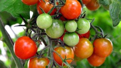 Simposio sobre prevención y control de enfermedades del tomate