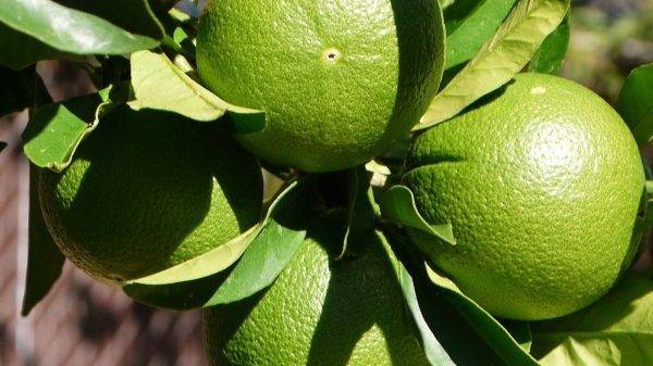 Picassent acoge el XII Congreso Citrícola de l’Horta Sud