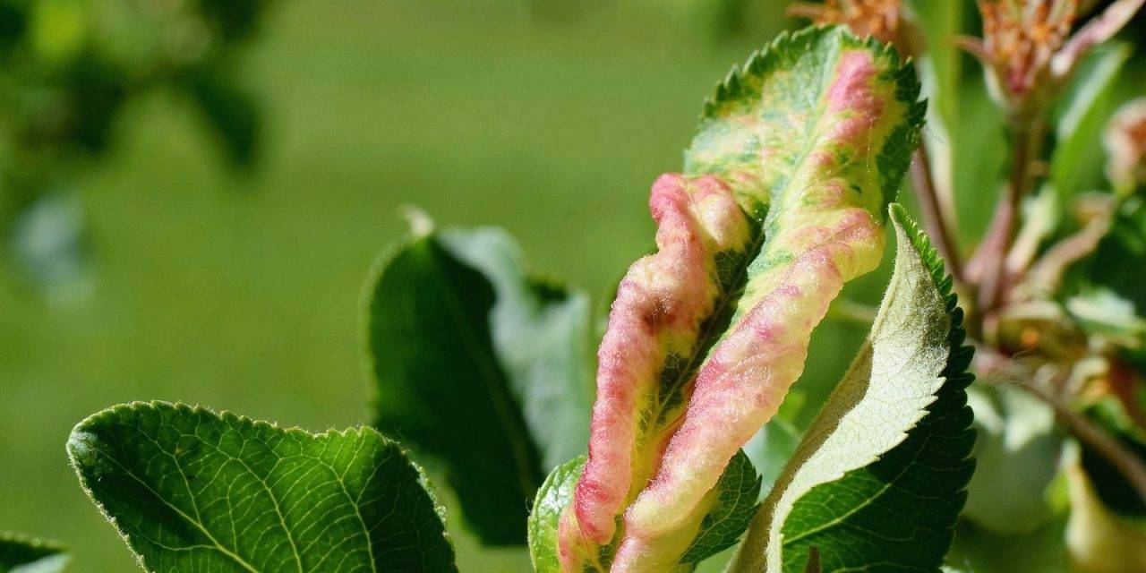 Defoliación antipulgón de manzano y peral después de la cosecha