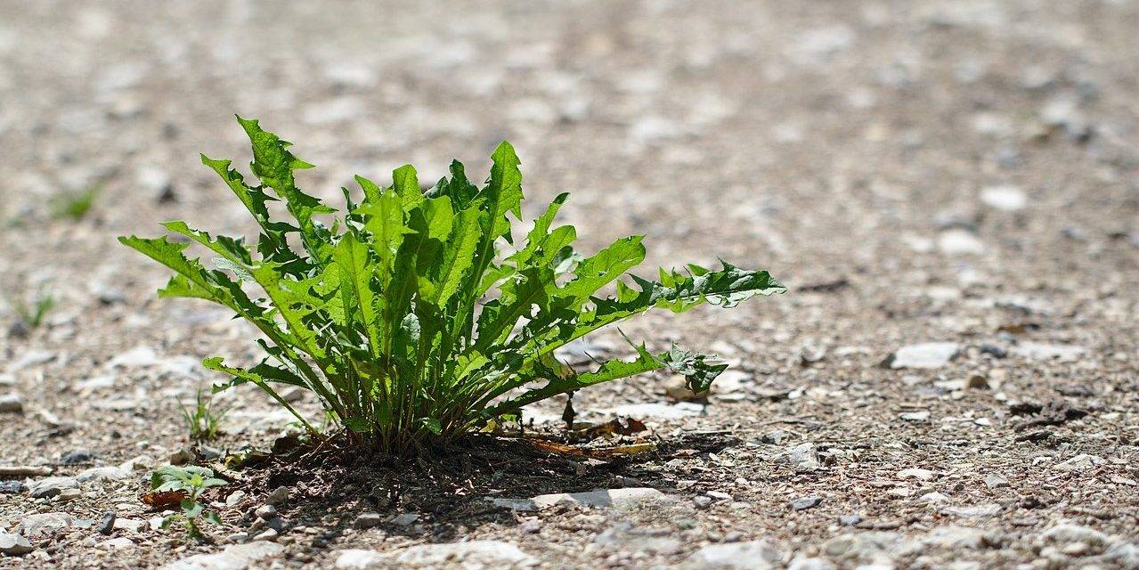 Función en una proteína relevante para la resistencia a la sequía de los cultivos