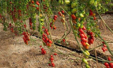 Tres variedades de tomates tipo Cherry intensas de sabor de semillas Fitó: Solemio, Mulan y Ferdinand