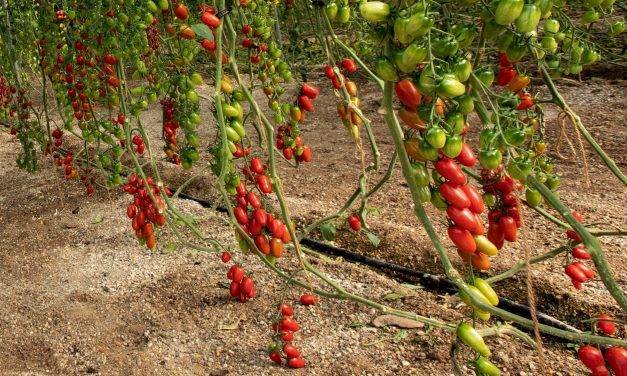 Tres variedades de tomates tipo Cherry intensas de sabor de semillas Fitó: Solemio, Mulan y Ferdinand