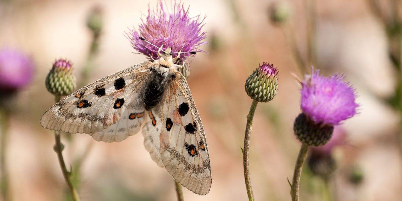 Los márgenes florales aumentan las poblaciones de insectos en entornos agrícolas