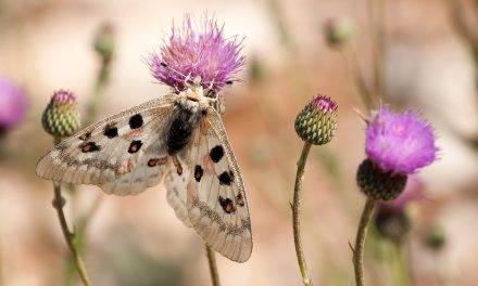 Los márgenes florales aumentan las poblaciones de insectos en entornos agrícolas