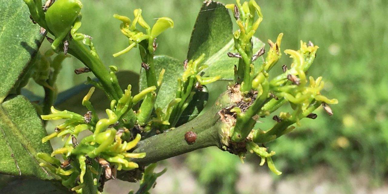 Are viruses in the gut of Asian Citrus Psyllid a control option of HLB?