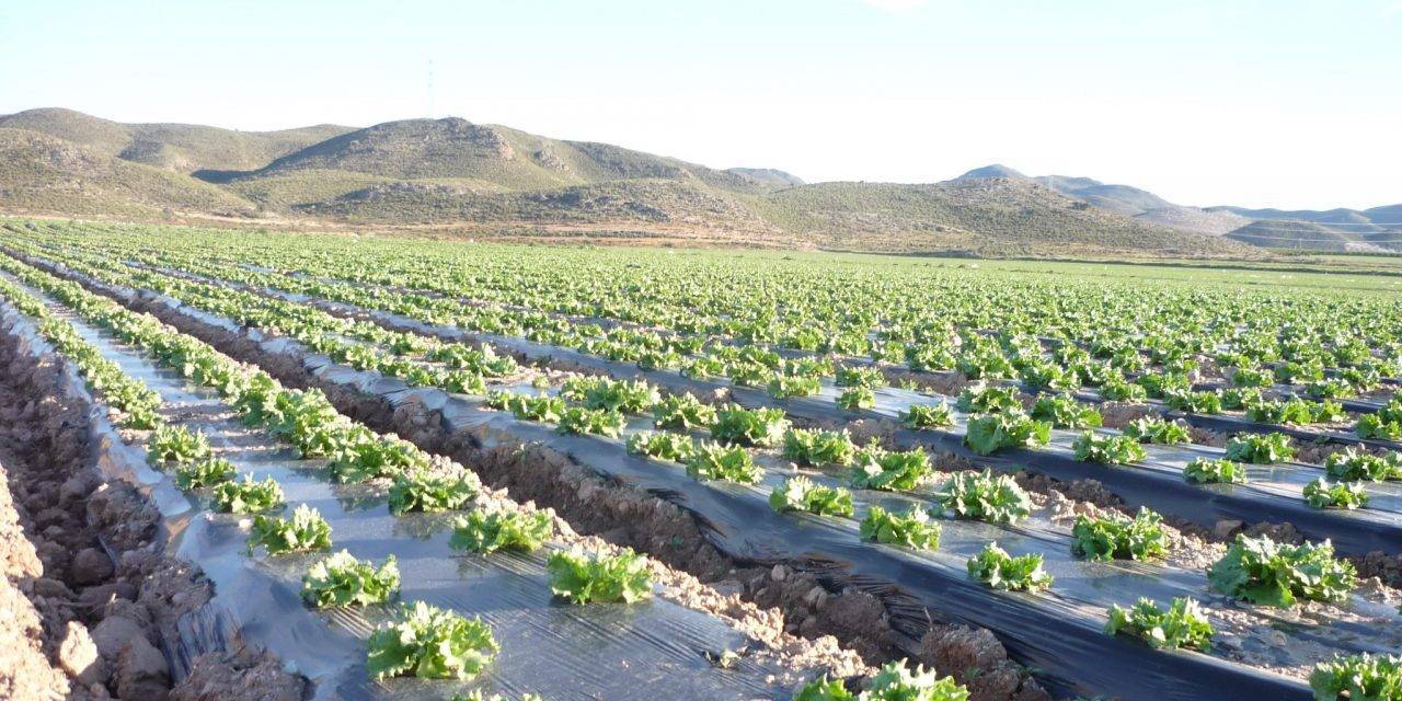 8 buenas prácticas en el uso del plástico biodegradable para acolchado
