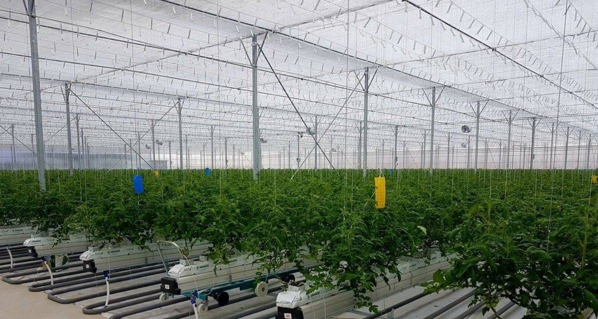 Control climático en invernaderos