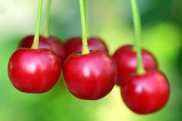 Factores que afectan la calidad de las cerezas dulces y los compuestos que promueven la salud