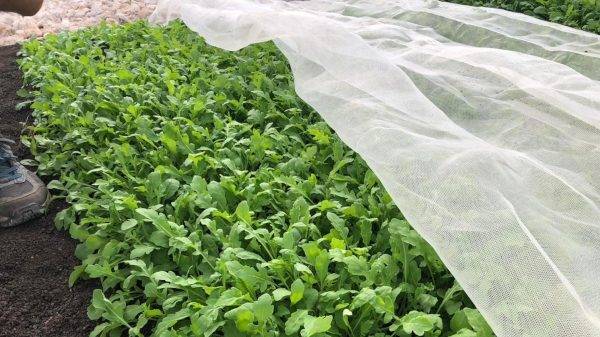 Las mallas de Arrigoni, un excelente aliado para la agricultura del orgánico
