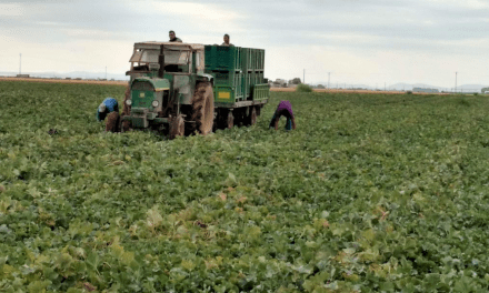 Castilla-La Mancha, un espacio para la diversificación de la horticultura