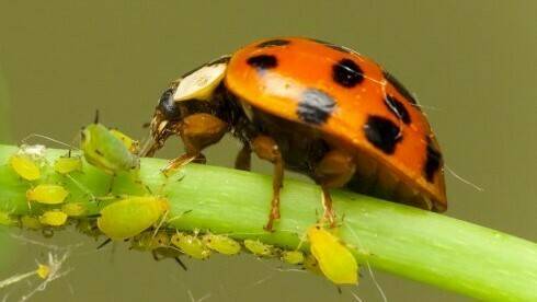 Biological agents need to be admitted more quickly and affordably