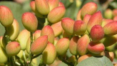 Tradecorp colabora en las II Jornadas sobre almendro y pistacho