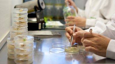 Semillas Fitó acelera proceso de obtención de nuevas variedades de cucurbitáceas