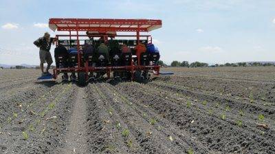 Conozca cómo la trasplantadora FX de Ferrari siembra lechuga