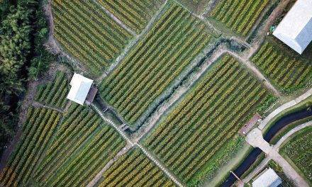 En especies y variedades, interesa conocer la respuesta al riego deficitario