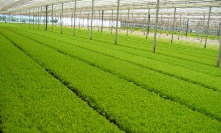 Arrigoni presents its thermo-reflective screens and insect screens