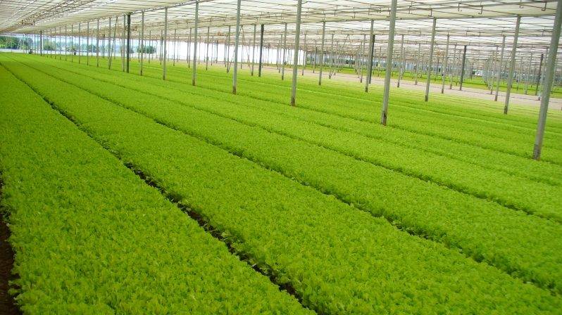 Arrigoni presents its thermo-reflective screens and insect screens